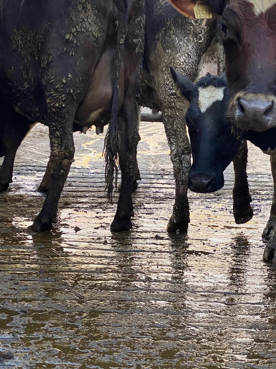 5 Freshly Calved Heifers - Image 4