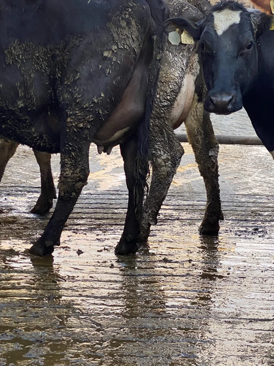 4 Fresh Calved Heifers - Image 2