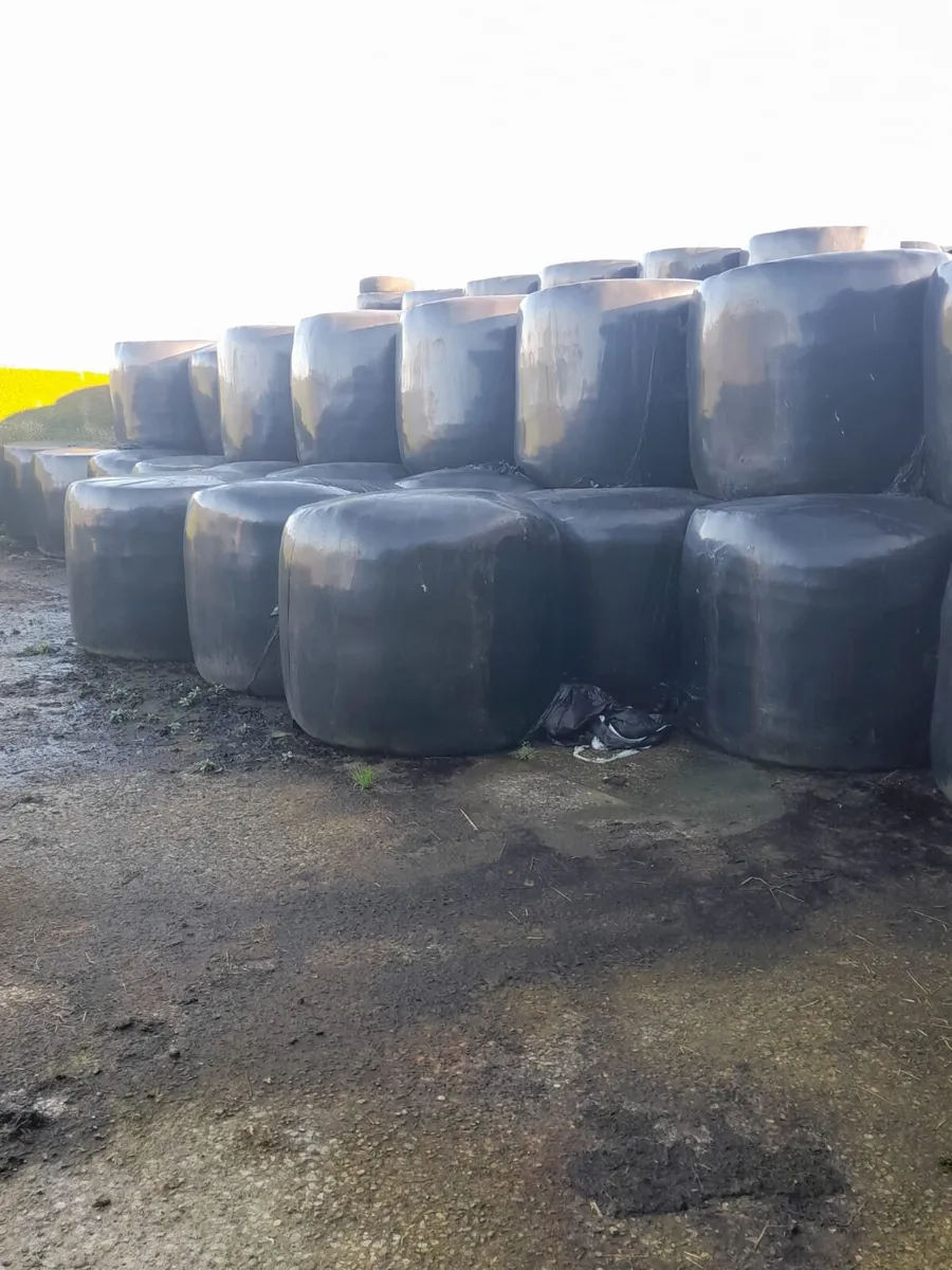120 bales of 2 and 3 year old silage for sale
