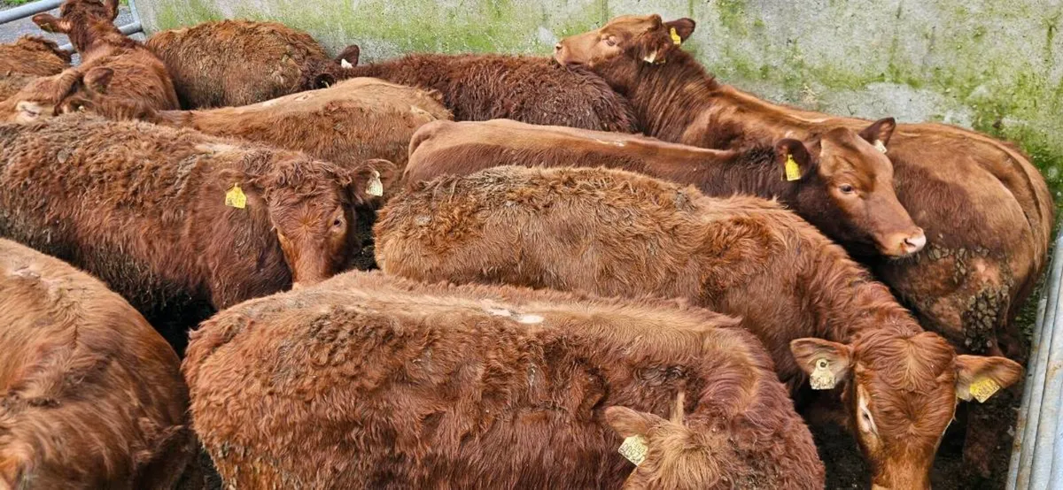 22 Exceptional Red LMX Heifers !! - Image 2