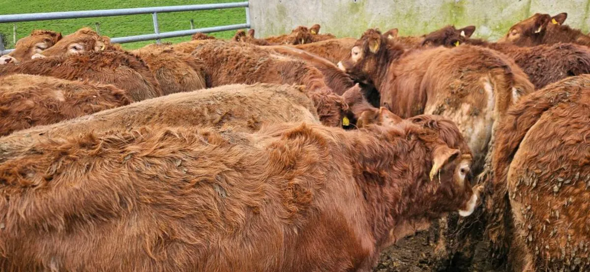 22 Exceptional Red LMX Heifers !! - Image 4