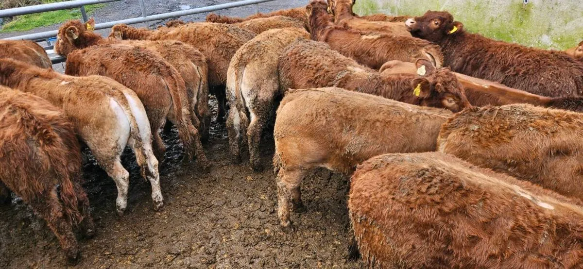 22 Exceptional Red LMX Heifers !! - Image 3