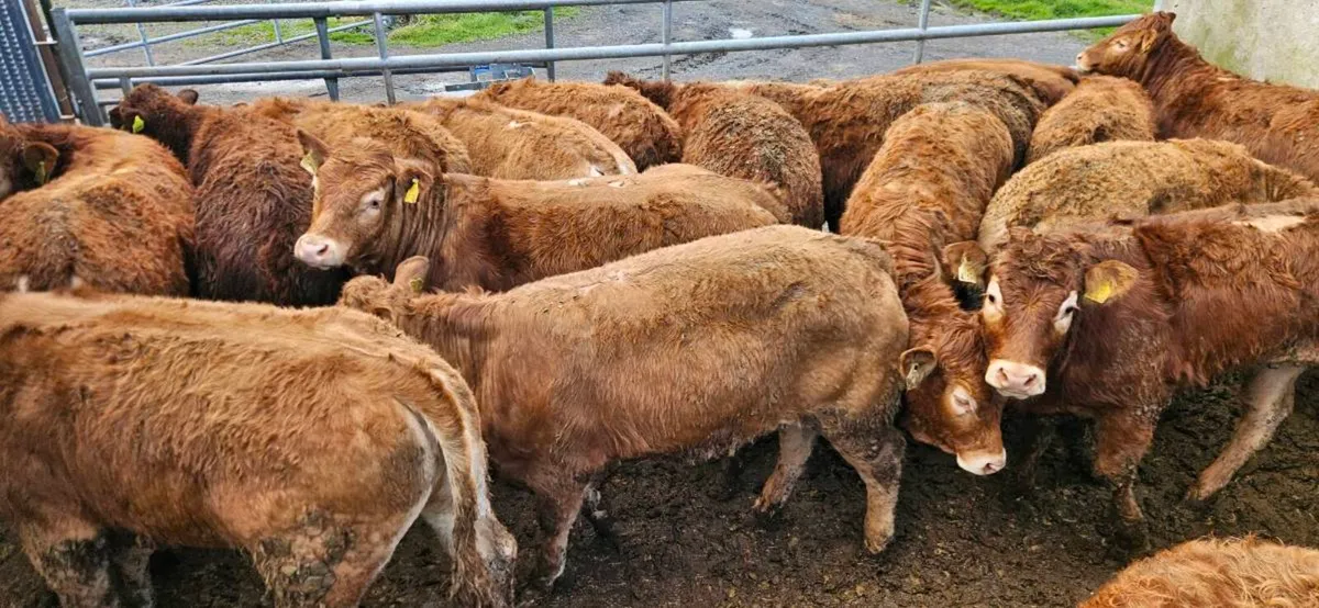 22 Exceptional Red LMX Heifers !! - Image 1
