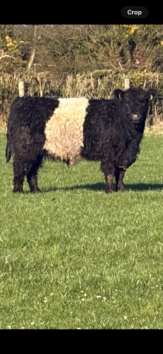 Belted Galloway Heifer - Image 2