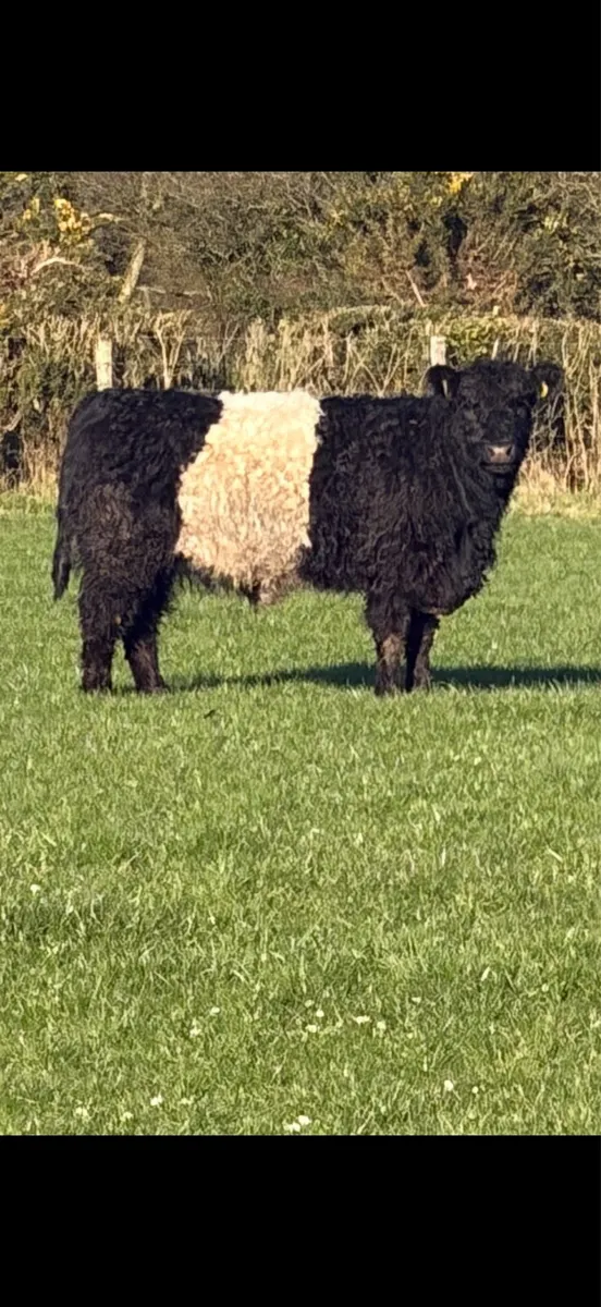 Belted Galloway Heifer - Image 4