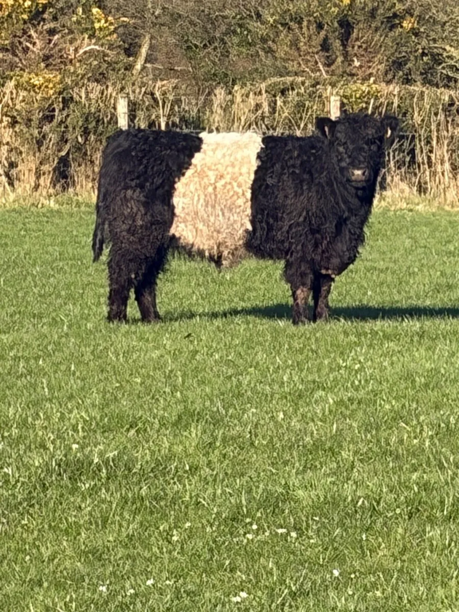 Belted Galloway Heifer - Image 1