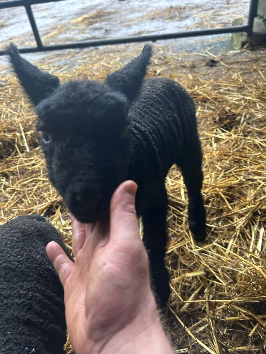 Beautiful pet lambs - Image 1