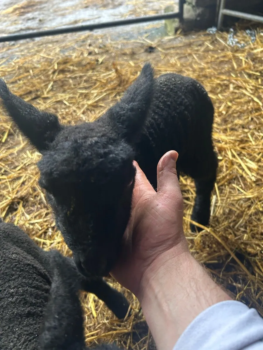 Beautiful pet lambs - Image 2