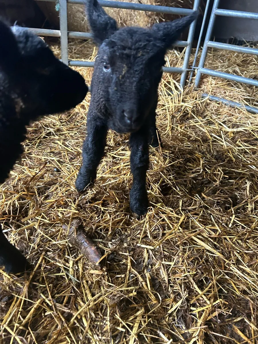 Beautiful pet lambs - Image 3