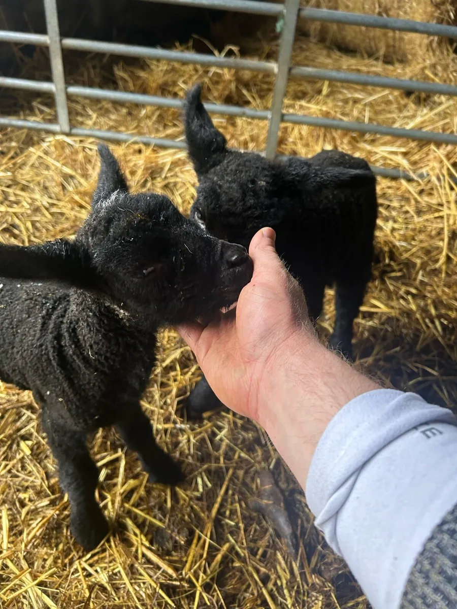 Beautiful pet lambs - Image 4