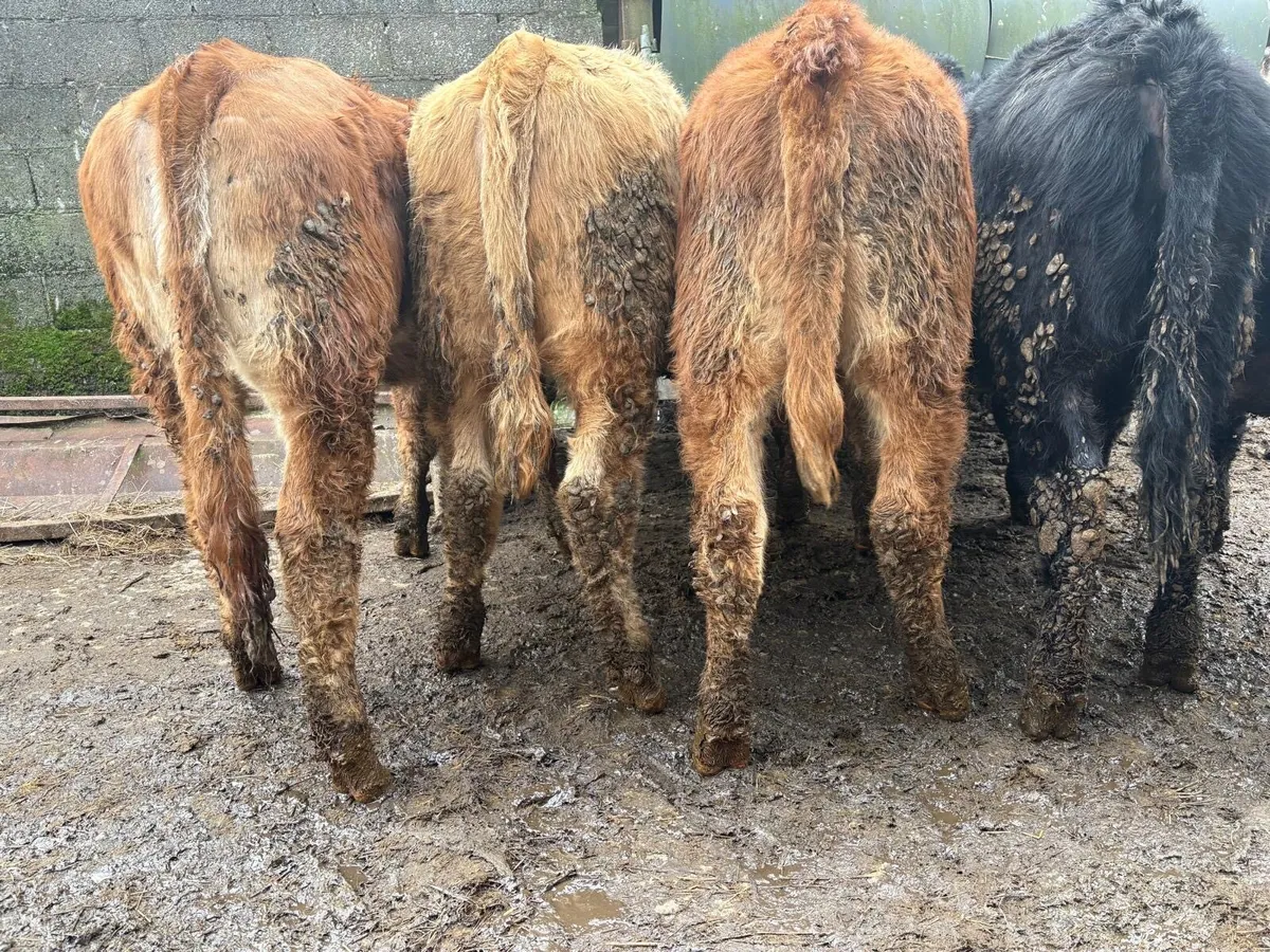 Heifer Weanlings - Image 1