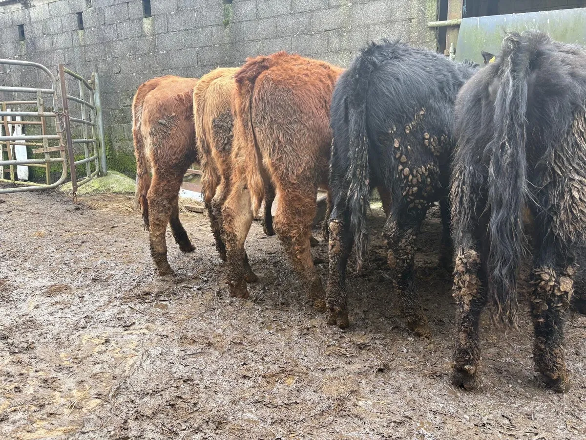 Heifer Weanlings - Image 2