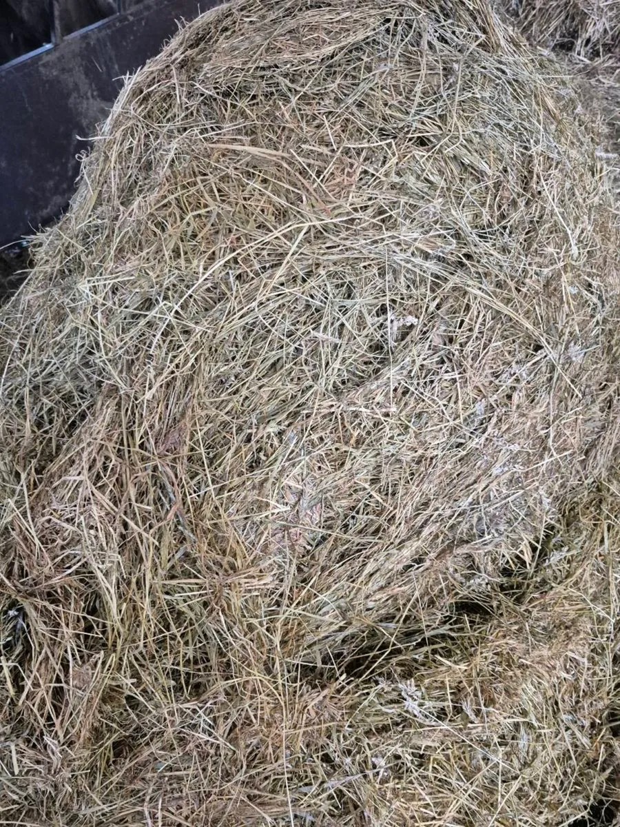 20 bales of Silage - Image 2