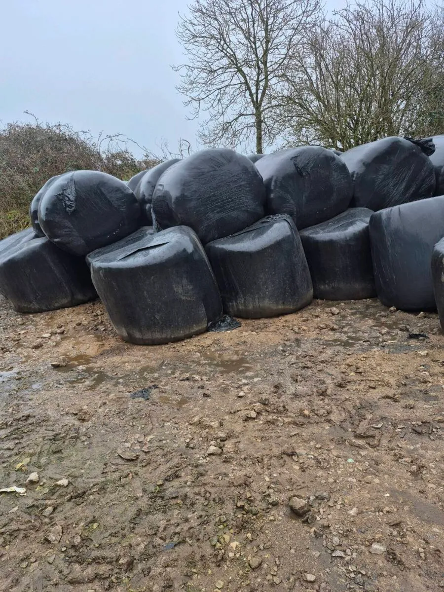 20 bales of Silage - Image 1