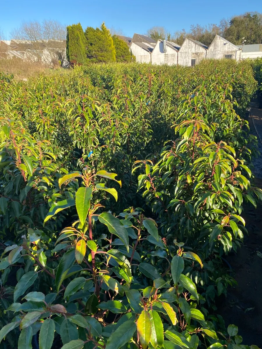 MATURE PORTUGUESE LAUREL  4-5-6fts - Image 4