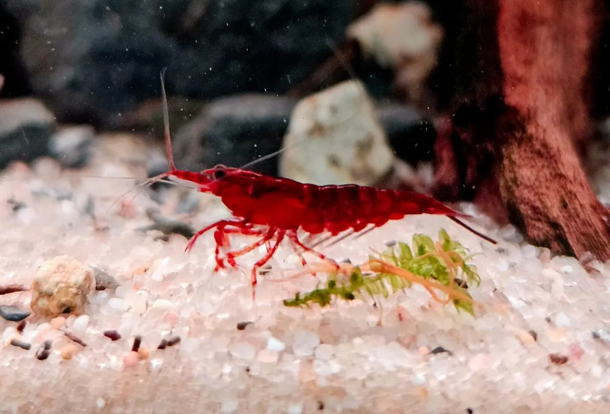 Red cherry shrimp - Image 1
