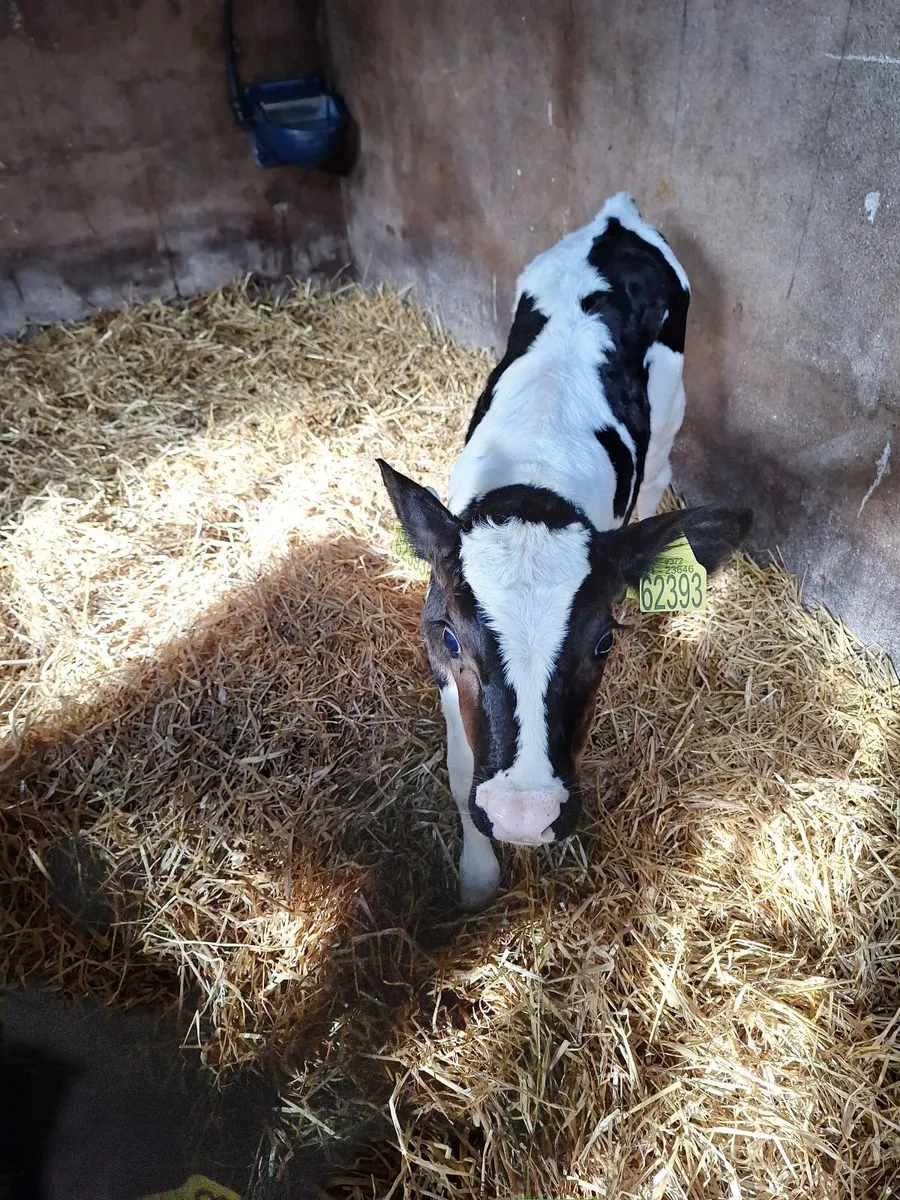 Fr bull calf - Image 3