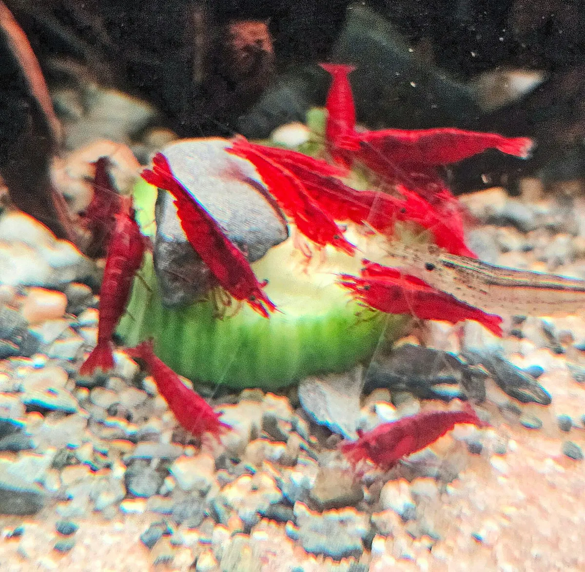 Red cherry shrimp - Image 2
