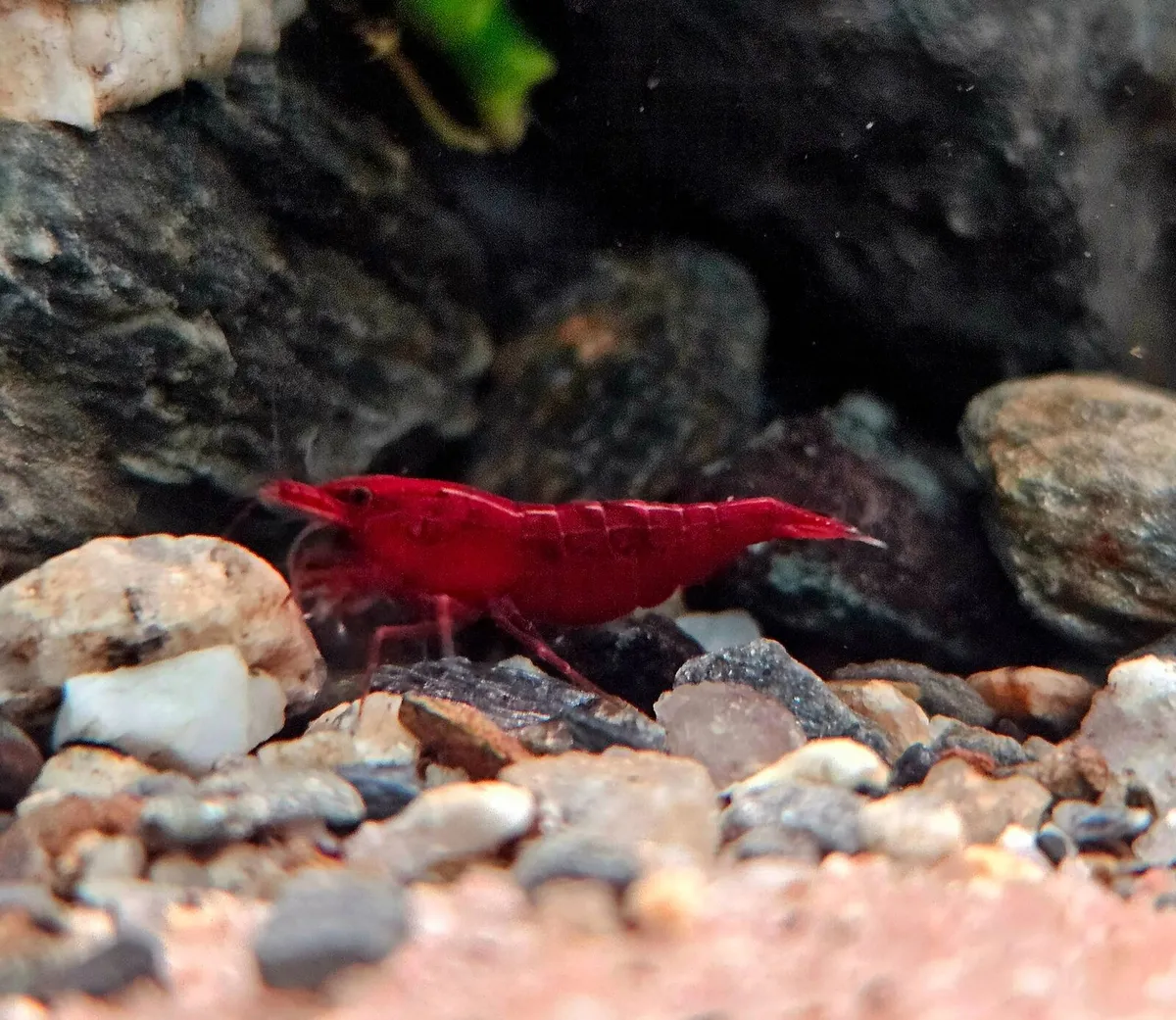 Red cherry shrimp - Image 3