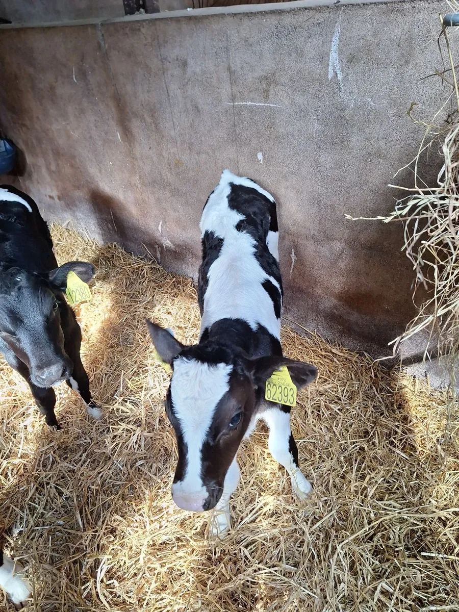 Fr bull calf - Image 1