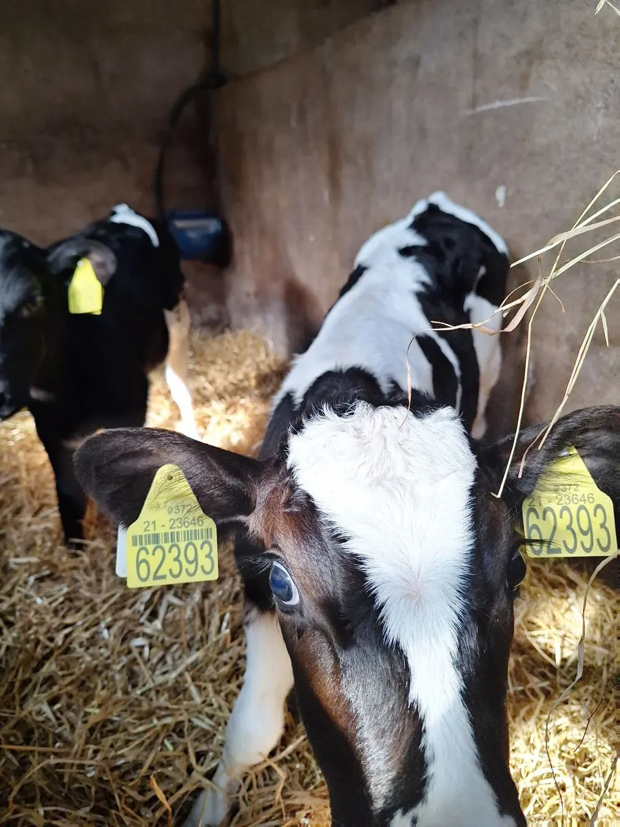 Fr bull calf - Image 2