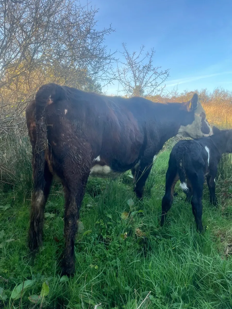 ⭐️Smashing Hereford second calver ⭐️ - Image 1