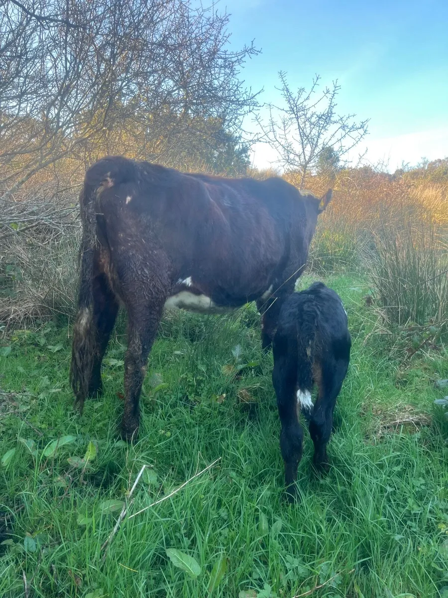 ⭐️Smashing Hereford second calver ⭐️ - Image 2