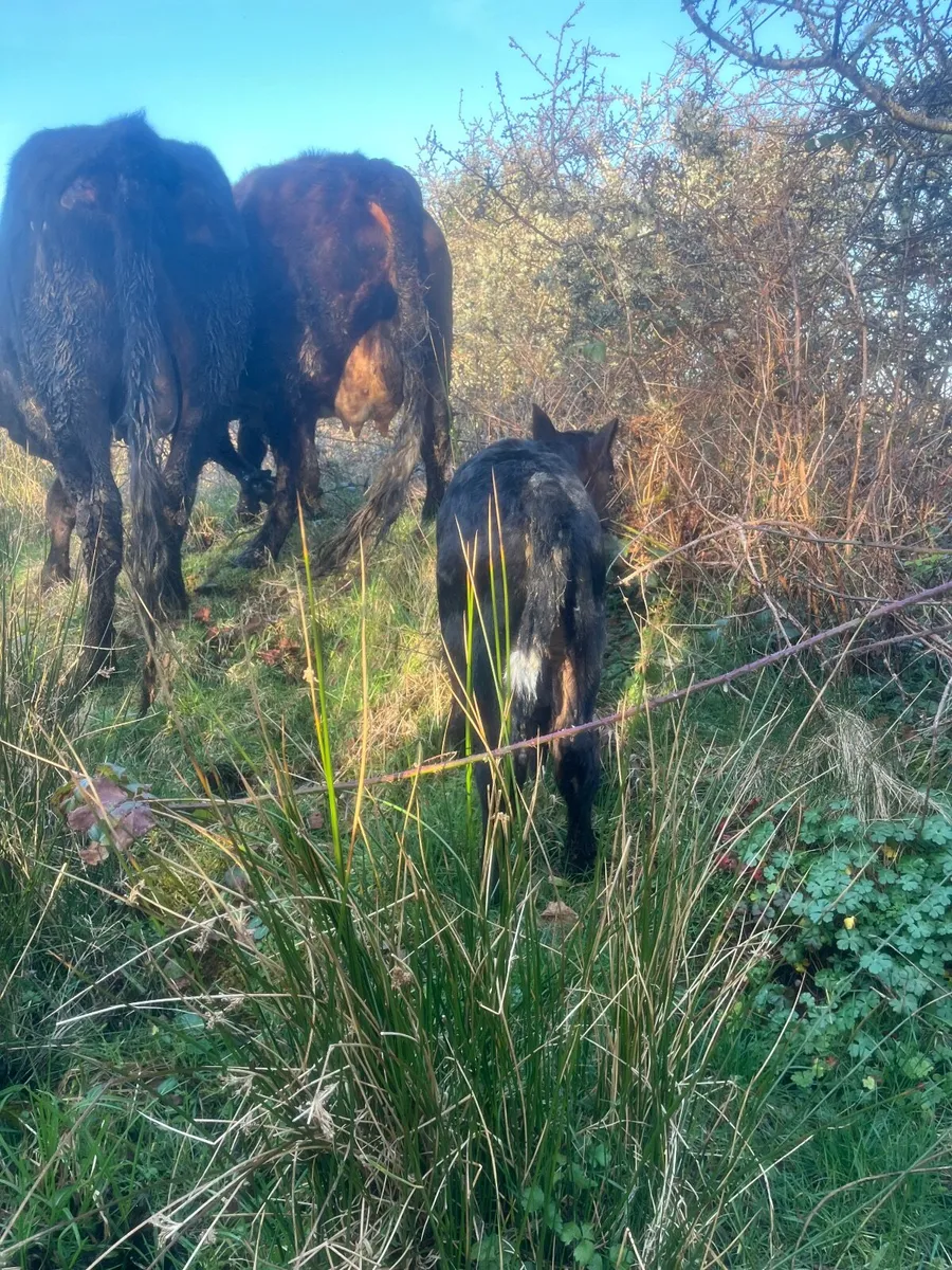 ⭐️Smashing Hereford second calver ⭐️ - Image 4