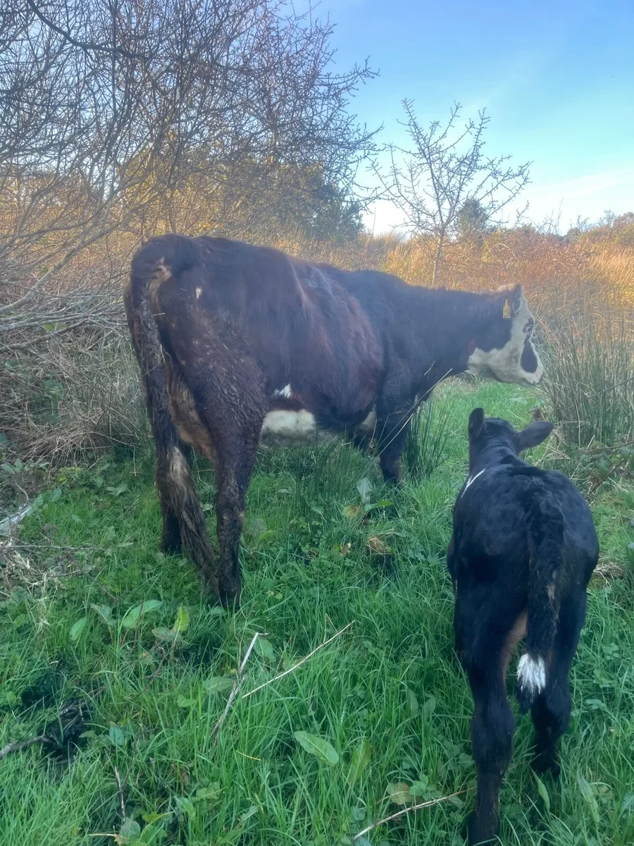 ⭐️Smashing Hereford second calver ⭐️ - Image 3