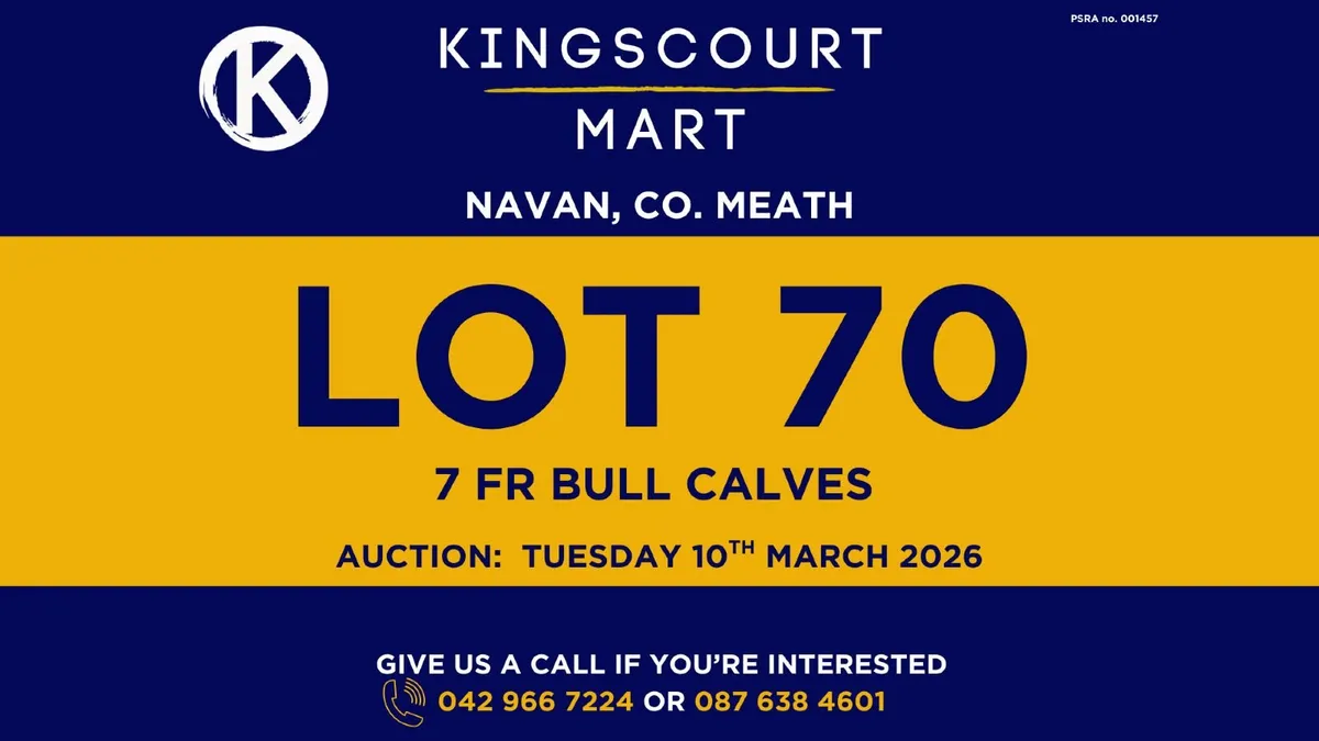 TB cattle for sale - Image 4