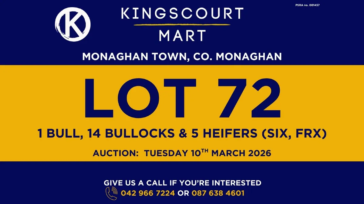 TB cattle for sale - Image 2