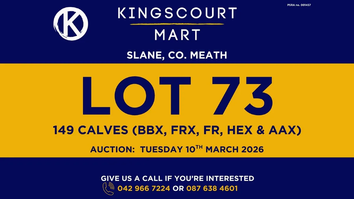 TB cattle for sale - Image 1