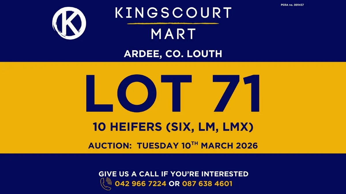 TB cattle for sale - Image 3