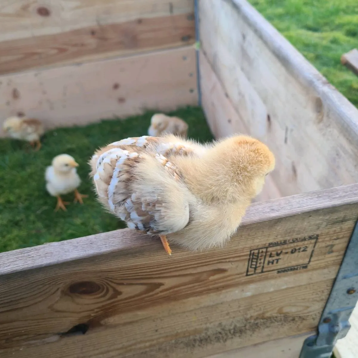 Heritage Rhode island red chicks - Image 2
