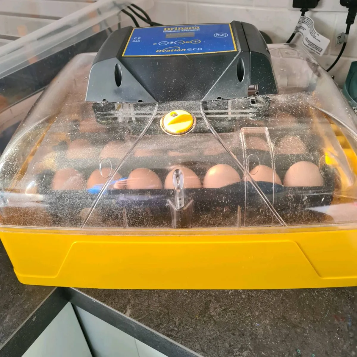 Heritage Rhode island red chicks - Image 4