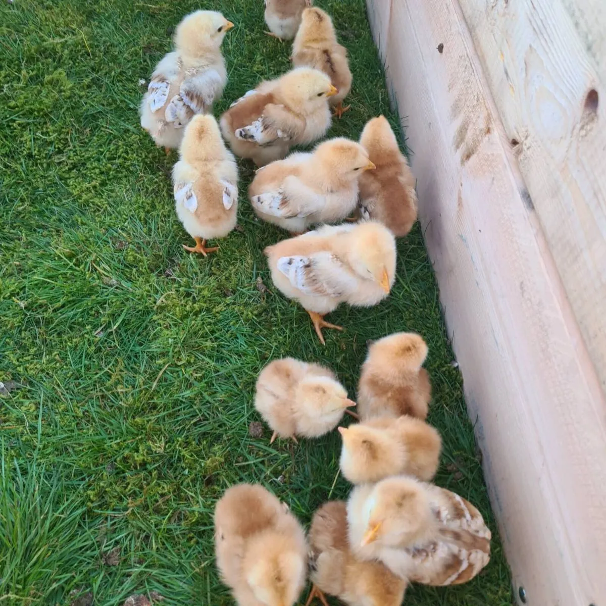 Heritage Rhode island red chicks - Image 1