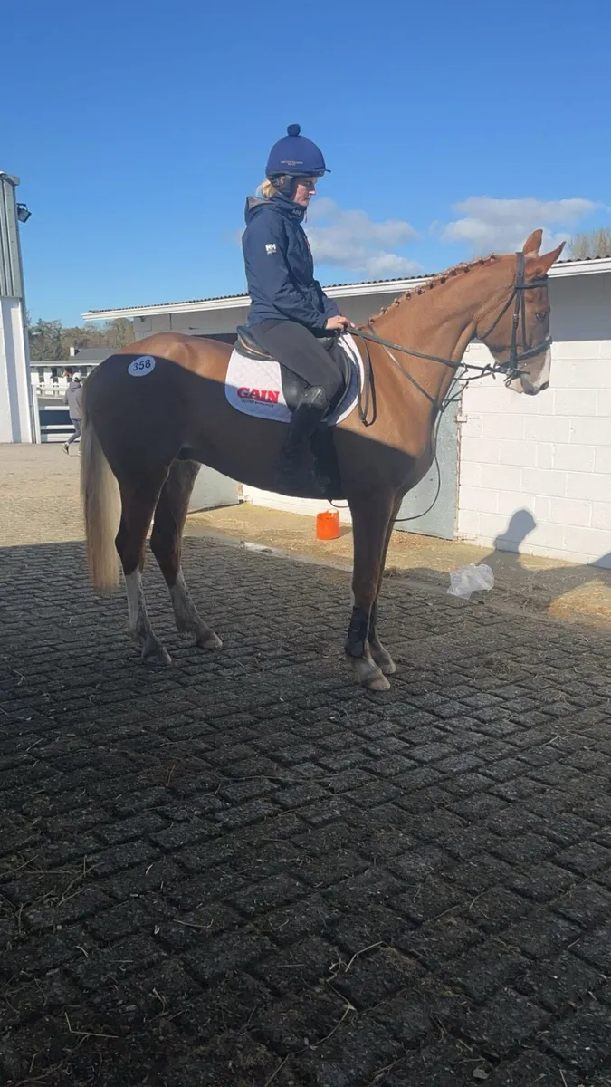Traditional Irish horse ☘️ - Image 1