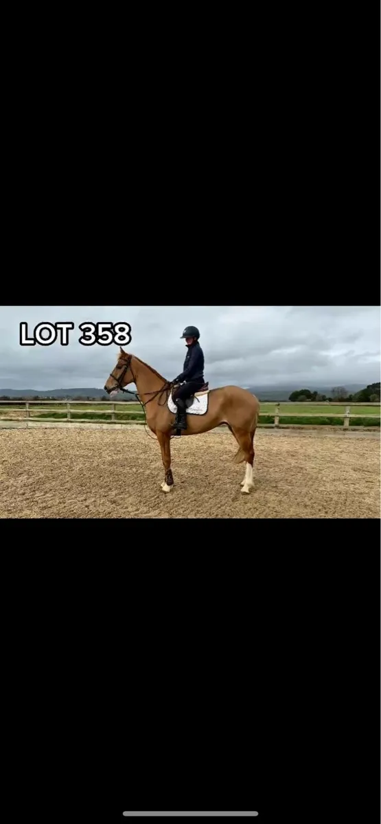 Traditional Irish horse ☘️ - Image 2