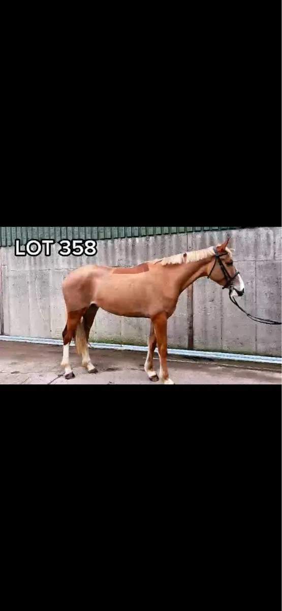 Traditional Irish horse ☘️ - Image 3