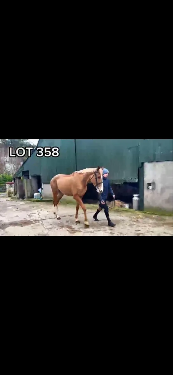 Traditional Irish horse ☘️ - Image 4