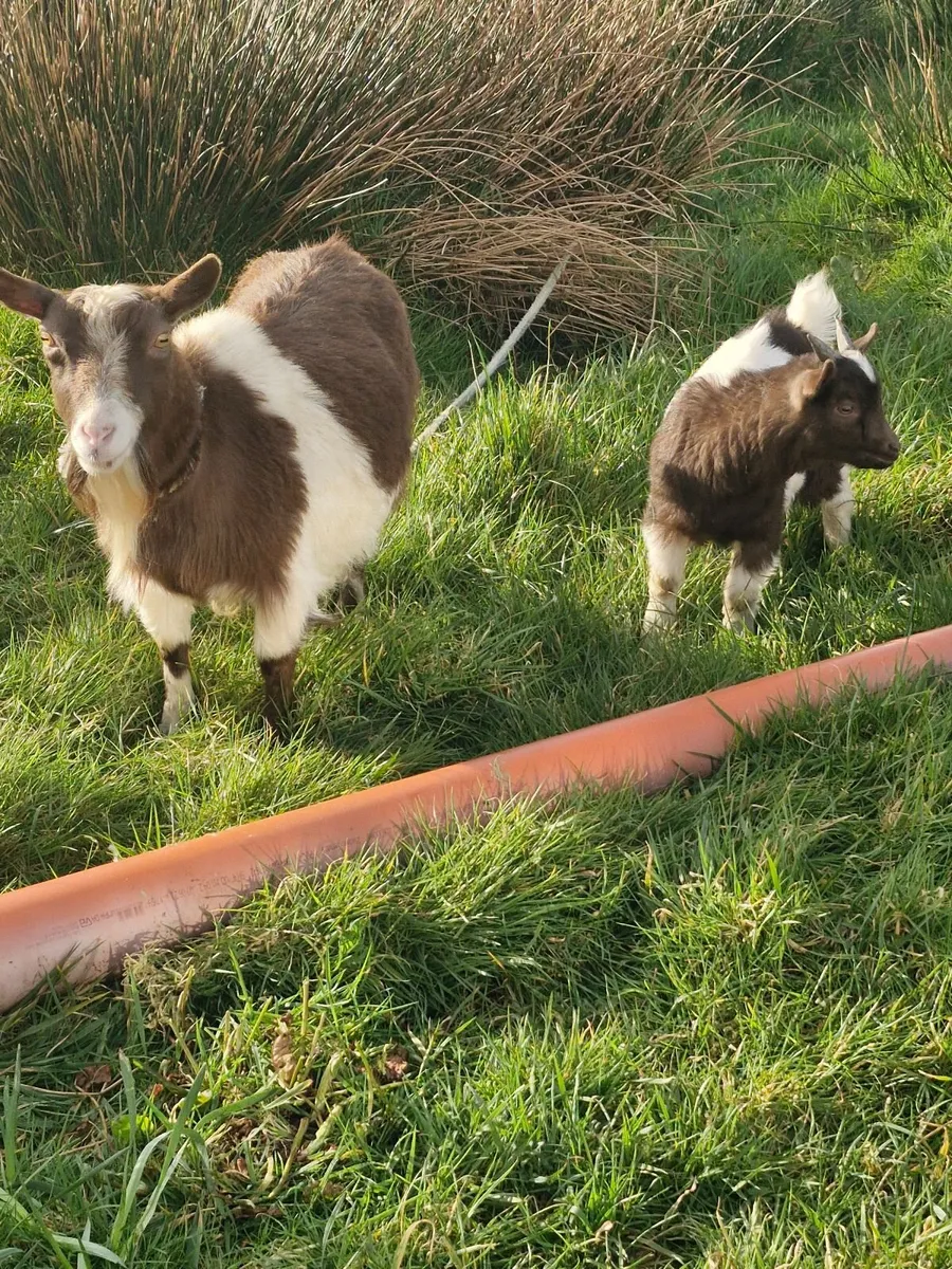 Pygmy Goats - Image 1