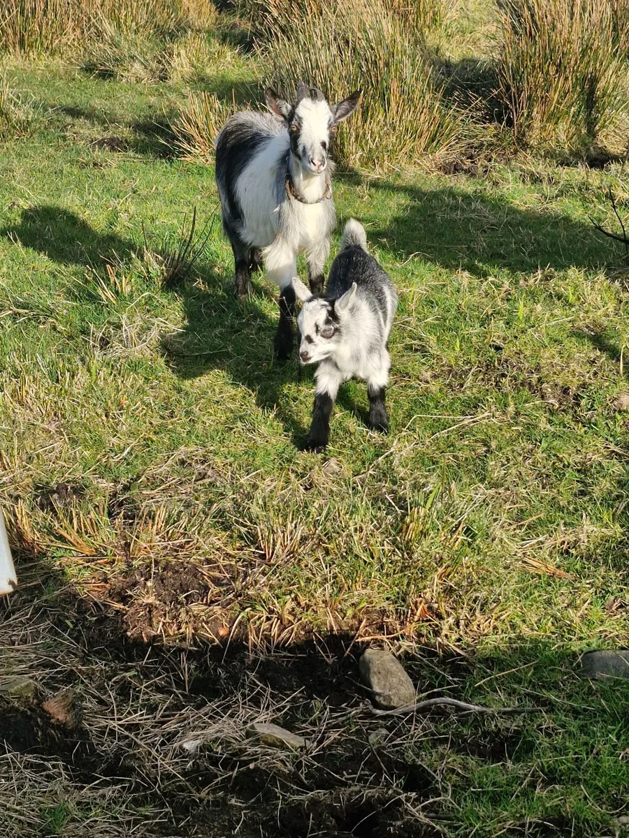 Pygmy Goats - Image 2