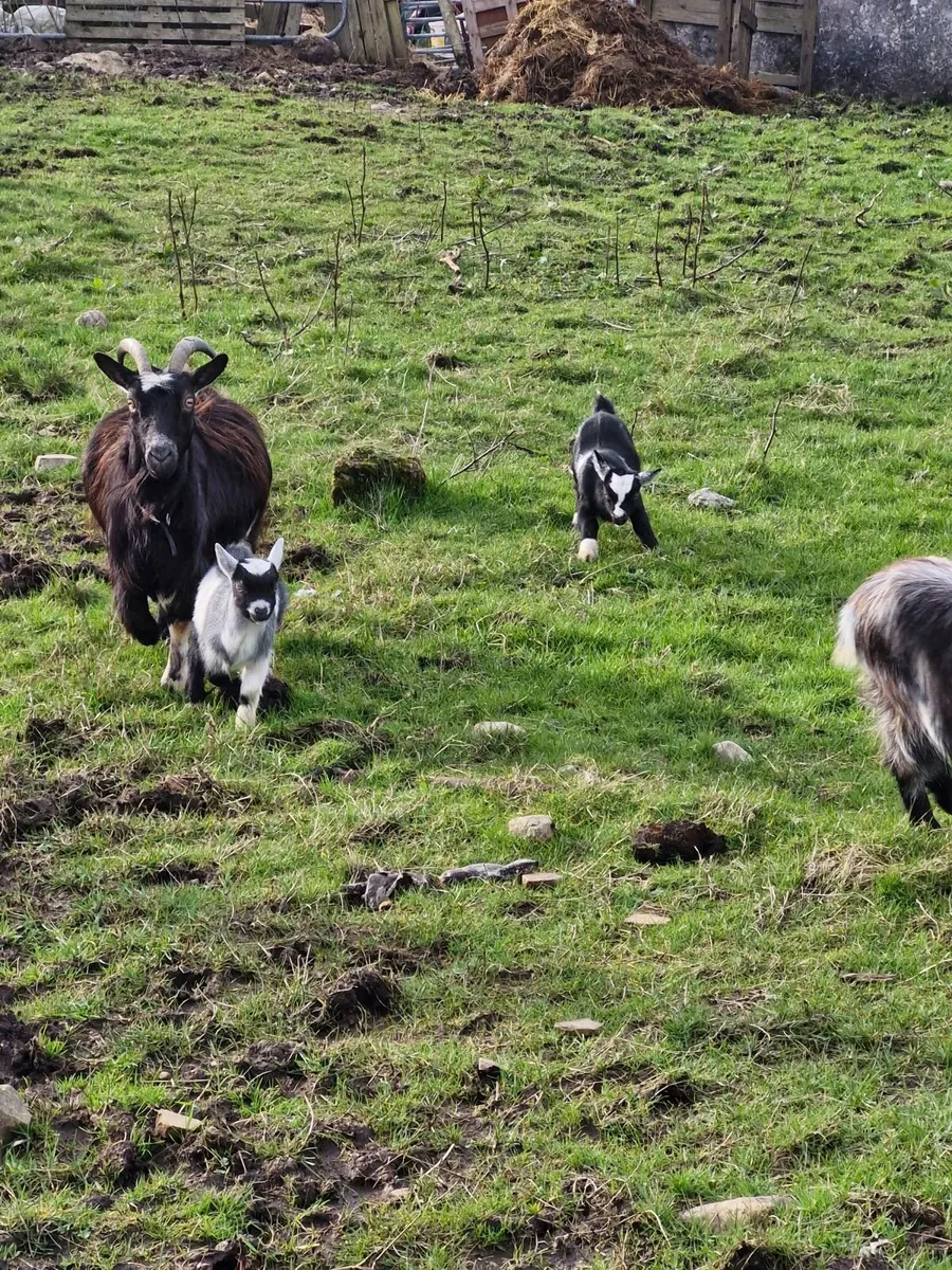 Pygmy Goats - Image 3