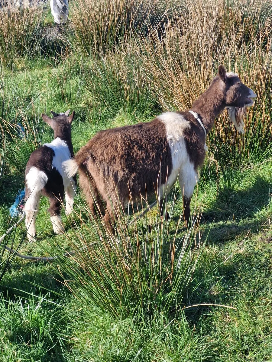 Pygmy Goats - Image 4