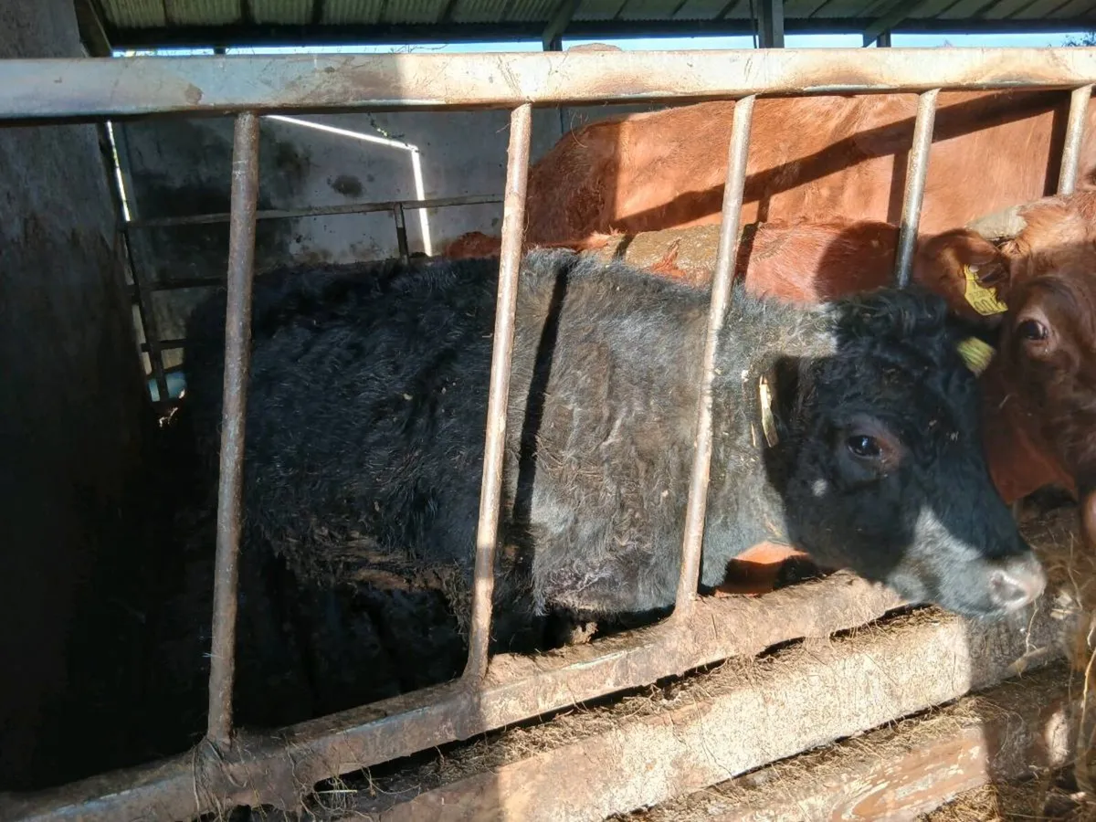 Dexter Cow and Heifer - Image 3