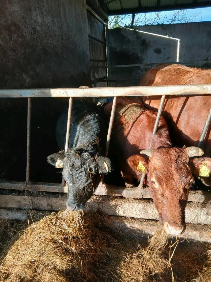 Dexter Cow and Heifer - Image 4