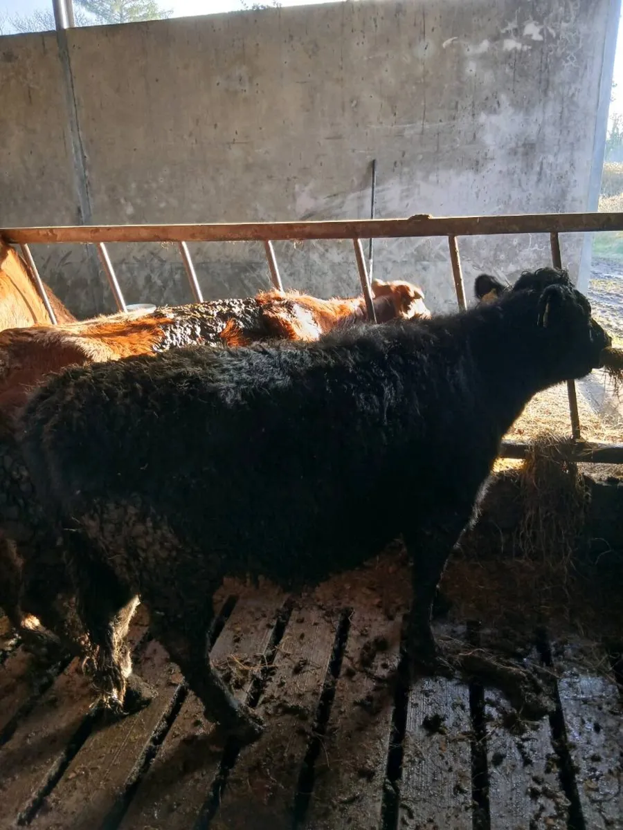 Dexter Cow and Heifer - Image 1