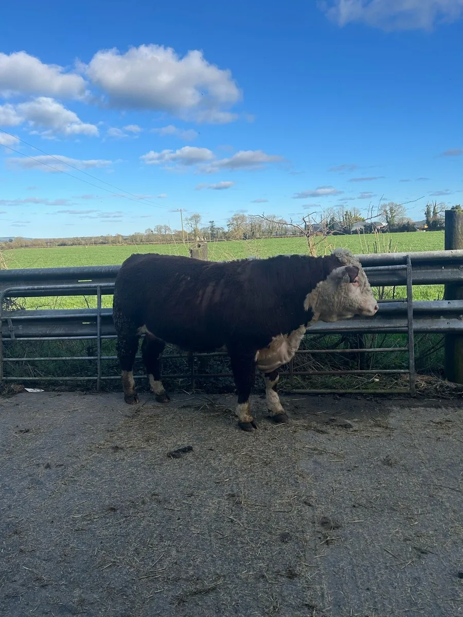 PBR Hereford Bull - Image 2