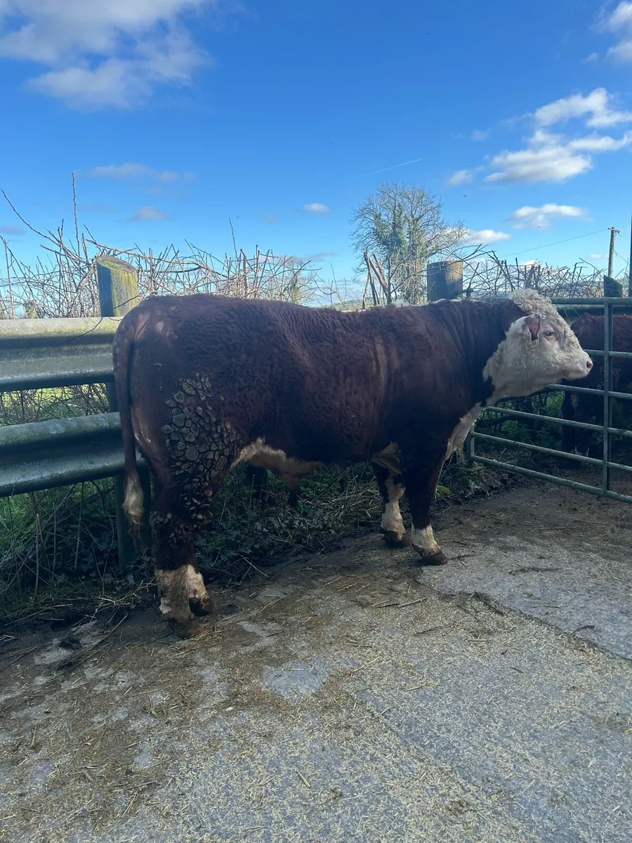 PBR Hereford Bull - Image 1