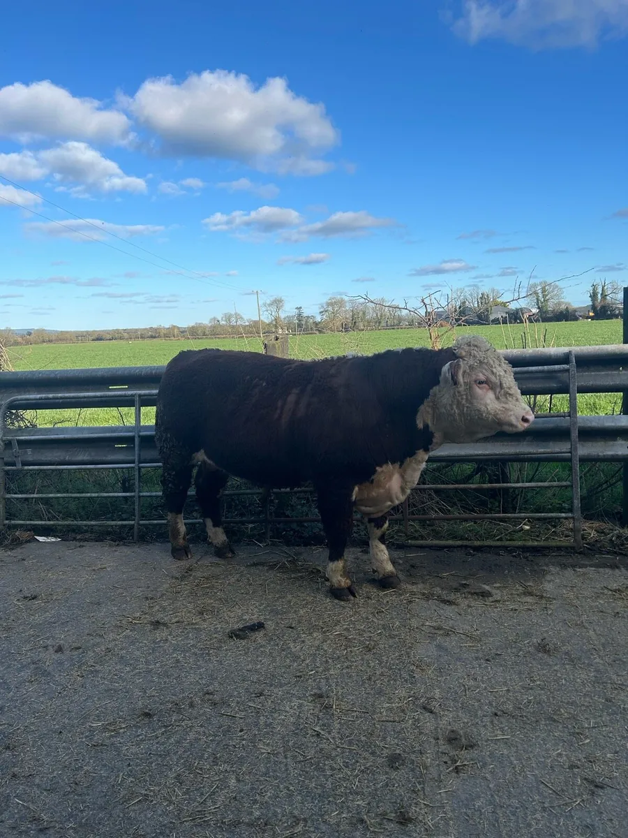 PBR Hereford Bull - Image 3